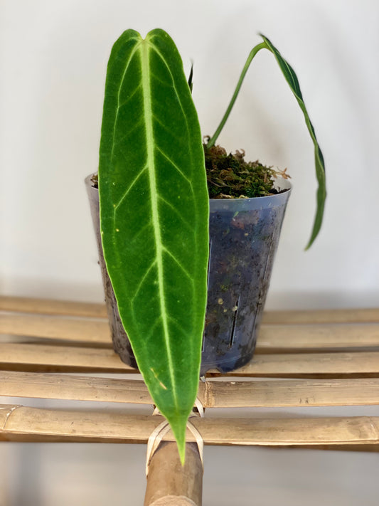 Anthurium warocqueanum, Rare Tropical Plant in Canada