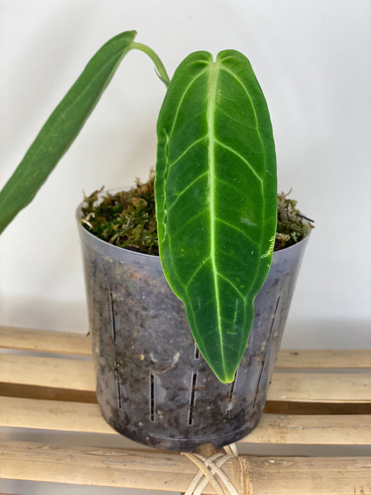 Anthurium warocqueanum, Rare Tropical Plant in Canada