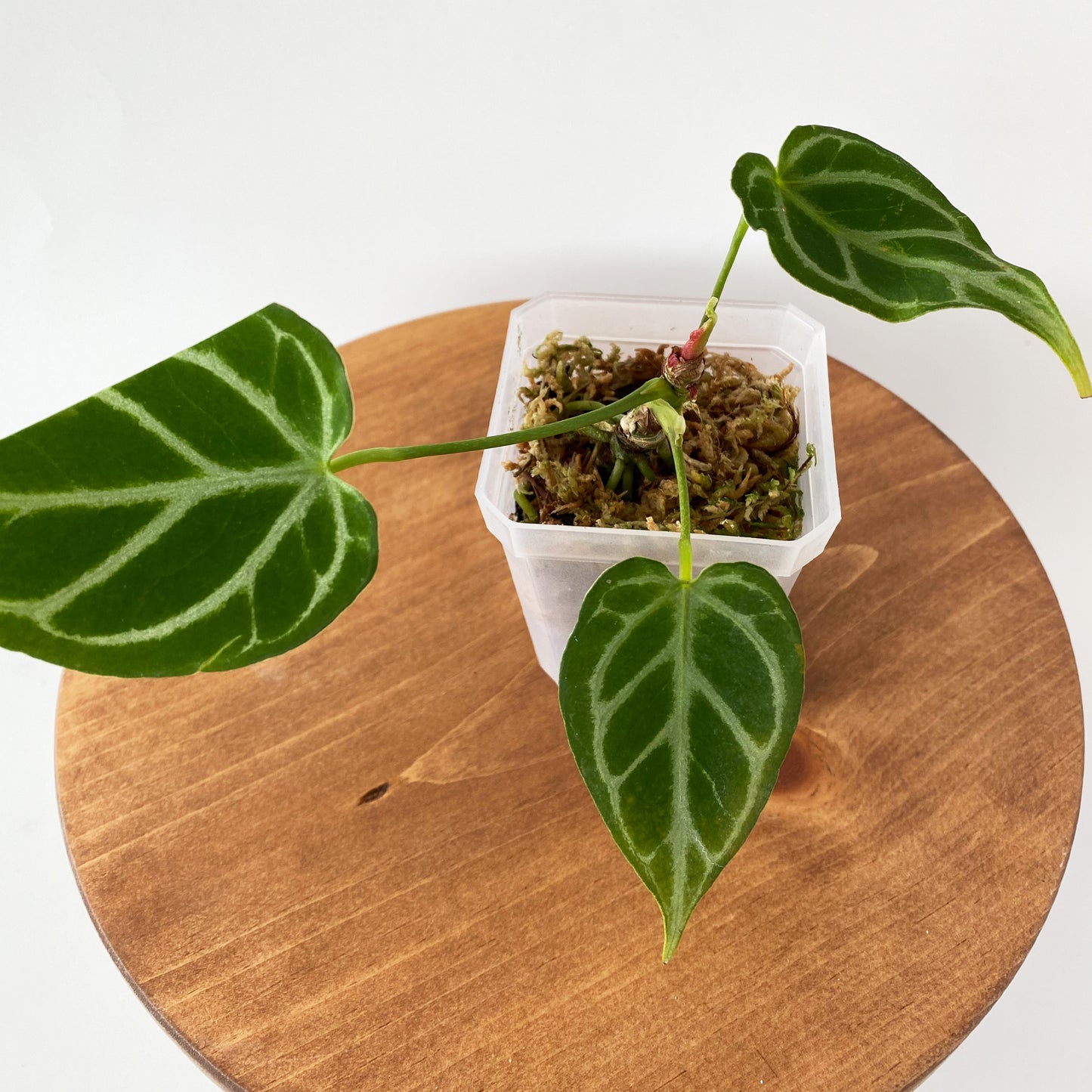 Anthurium Crystallinum Juvenile Tiny Size Rare Tropical Plant in British Columbia