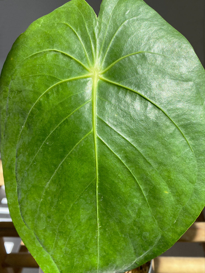 Anthurium Peltatum - Close up of leaf - Rare Anthurium in Canada