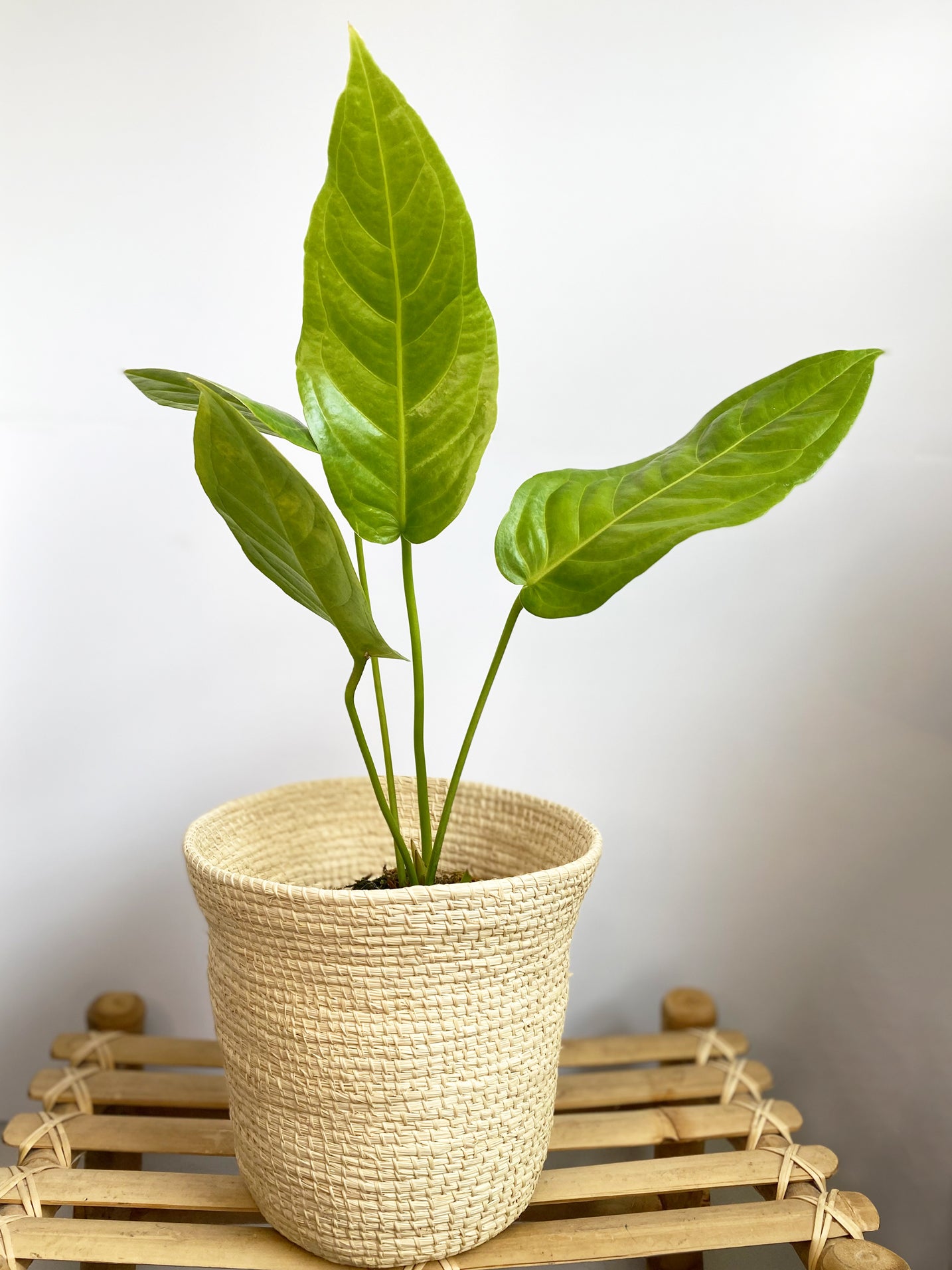 Anthurium Pseudospectabile in Toronto, Canada - main plant