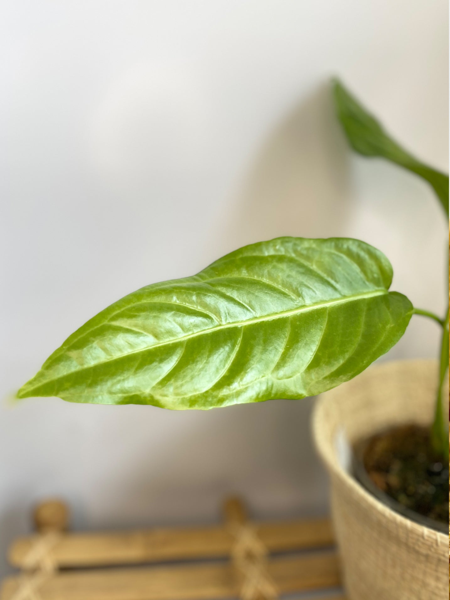 Anthurium Pseudospectabile in Toronto, Canada - growing leaf