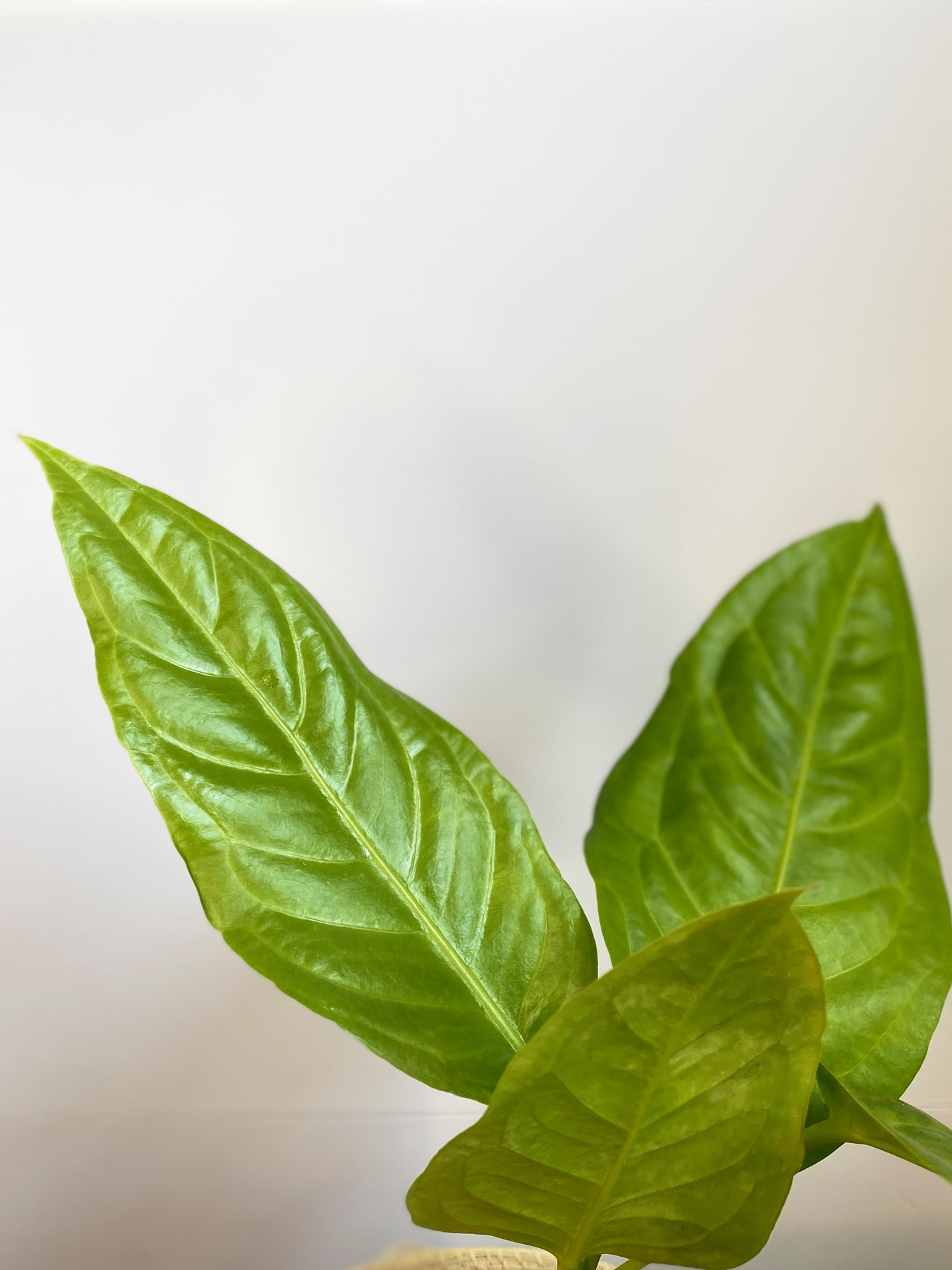 Anthurium Pseudospectabile in Toronto, Canada - leaves