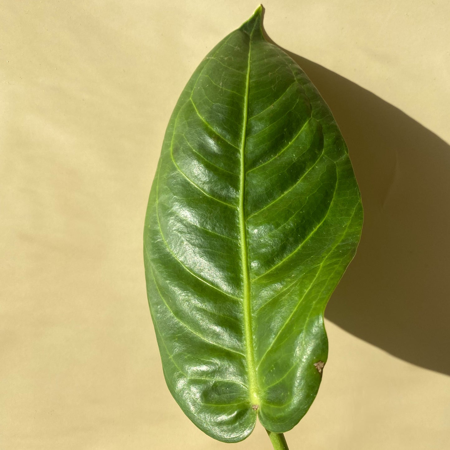 Anthurium Pseudospectabile ~ Medium