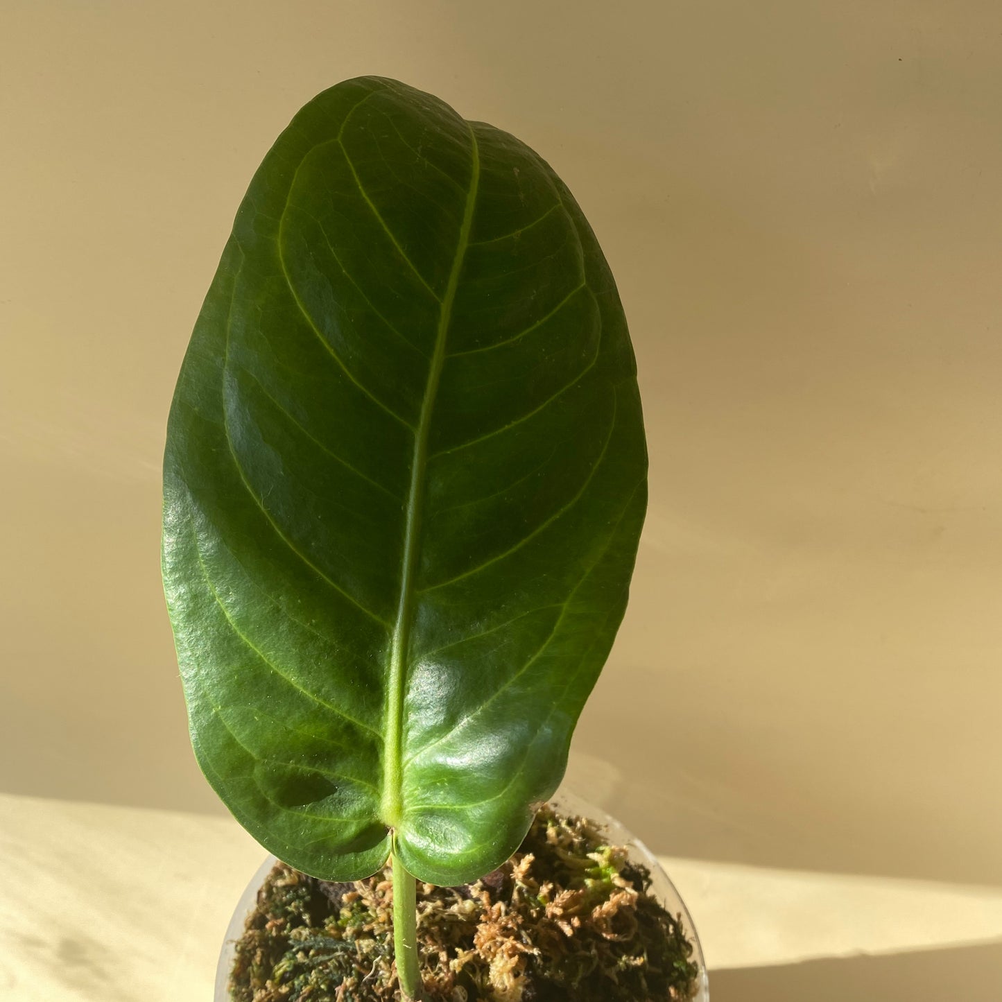 Anthurium Pseudospectabile ~ Medium