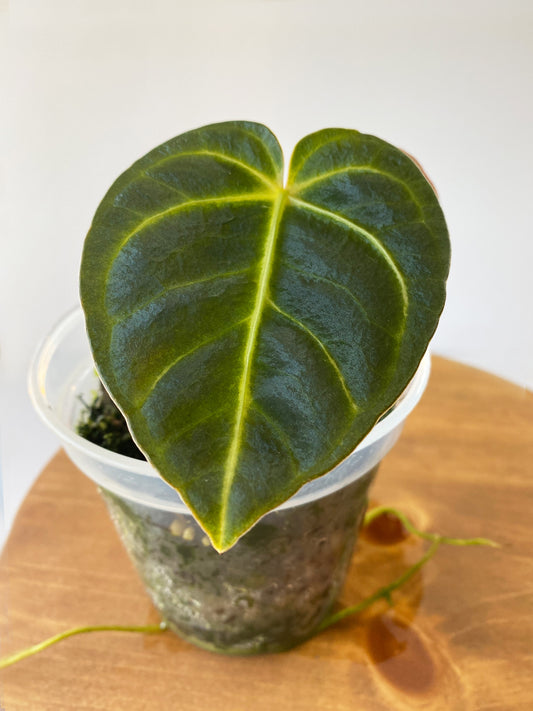 Anthurium Regale, small size, available in Ontario