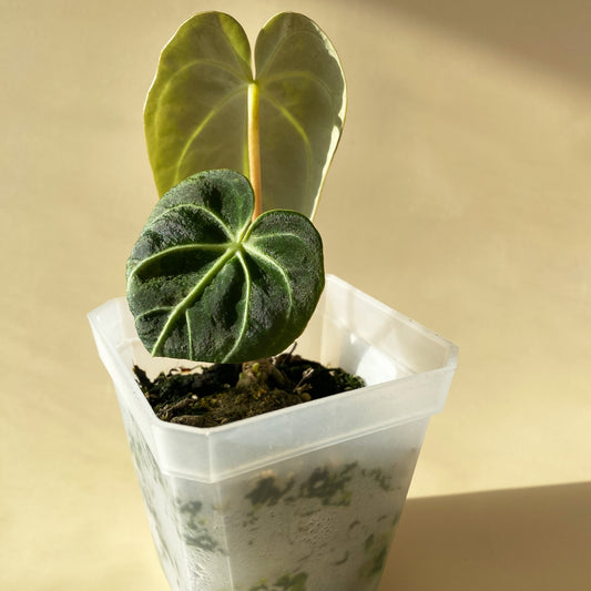 Anthurium Regale Juvenile or Tiny Size available in Canada