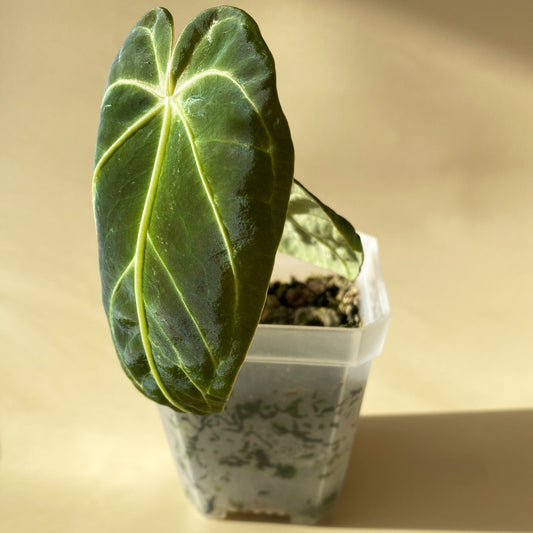 Anthurium Regale Juvenile or Tiny Size available in Toronto, Ontario