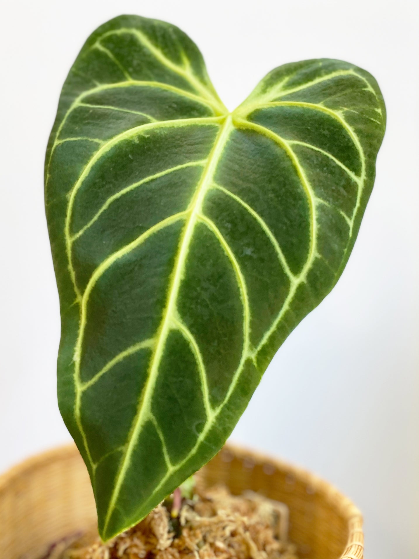 Anthurium Regale - Narrow Form in Toronto, Canada - Main leaf - zoom