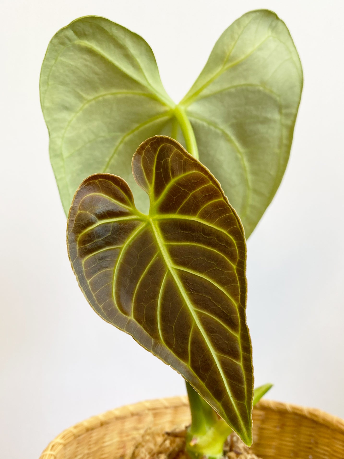 Anthurium Regale - Narrow Form in Toronto, Canada - new leaf
