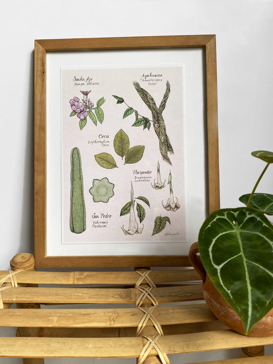 Botanical Print in Canada - Medicinal Plants