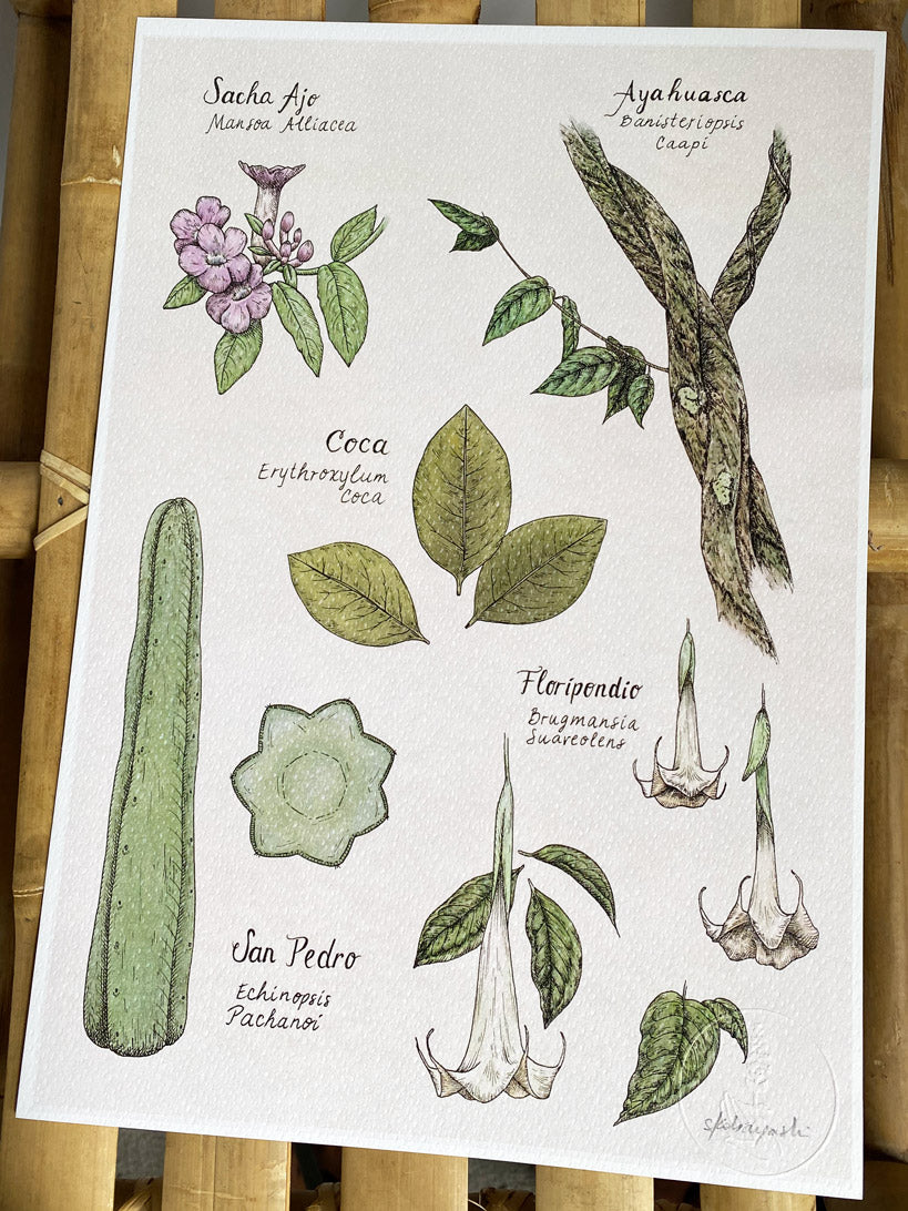 Botanical Print in Canada - Medicinal Plants