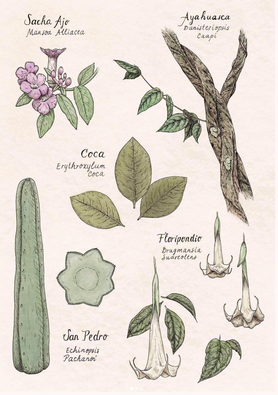 Sacred Plants of Peru Botanical Print