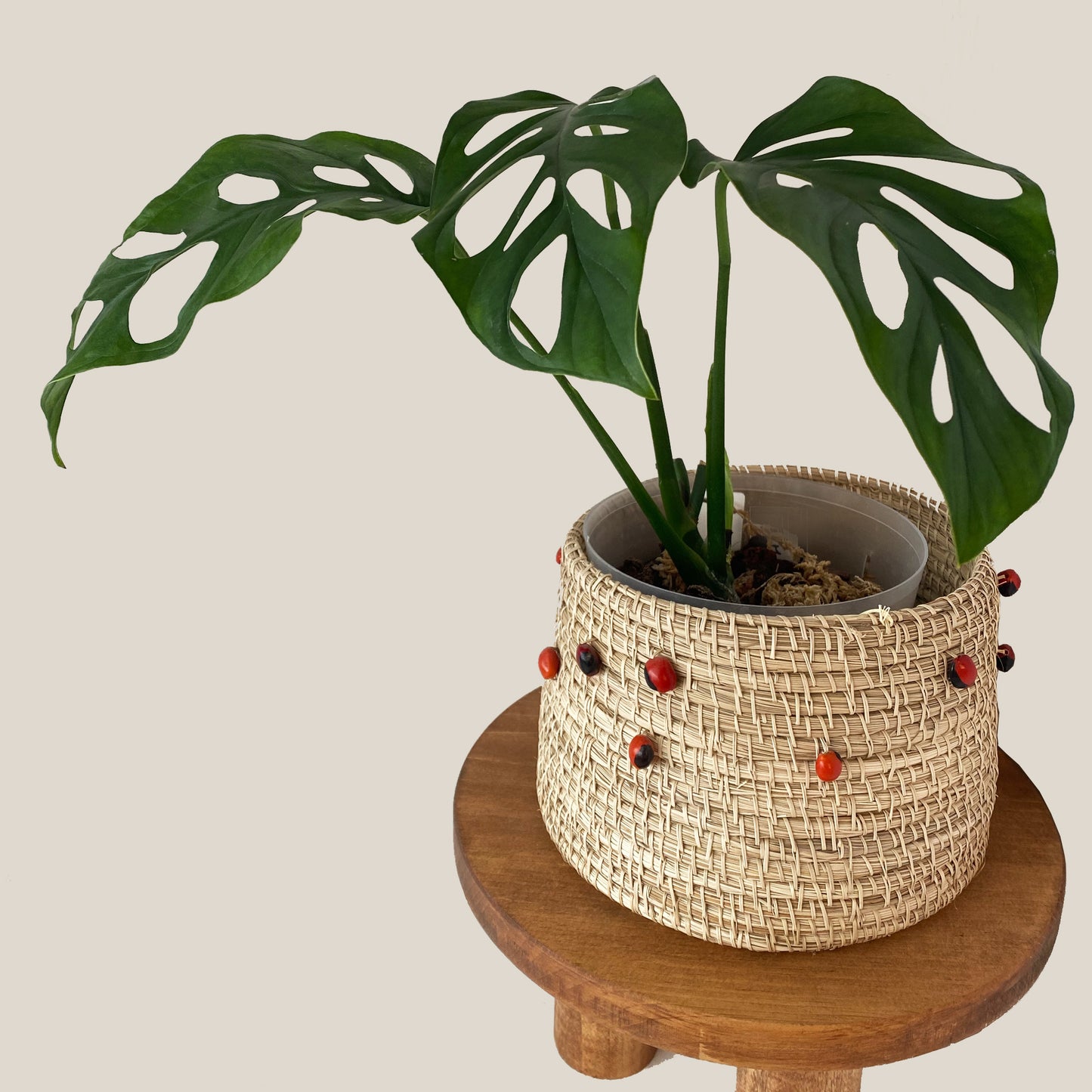 Monstera Lechleriana in Small Size, available in Canada