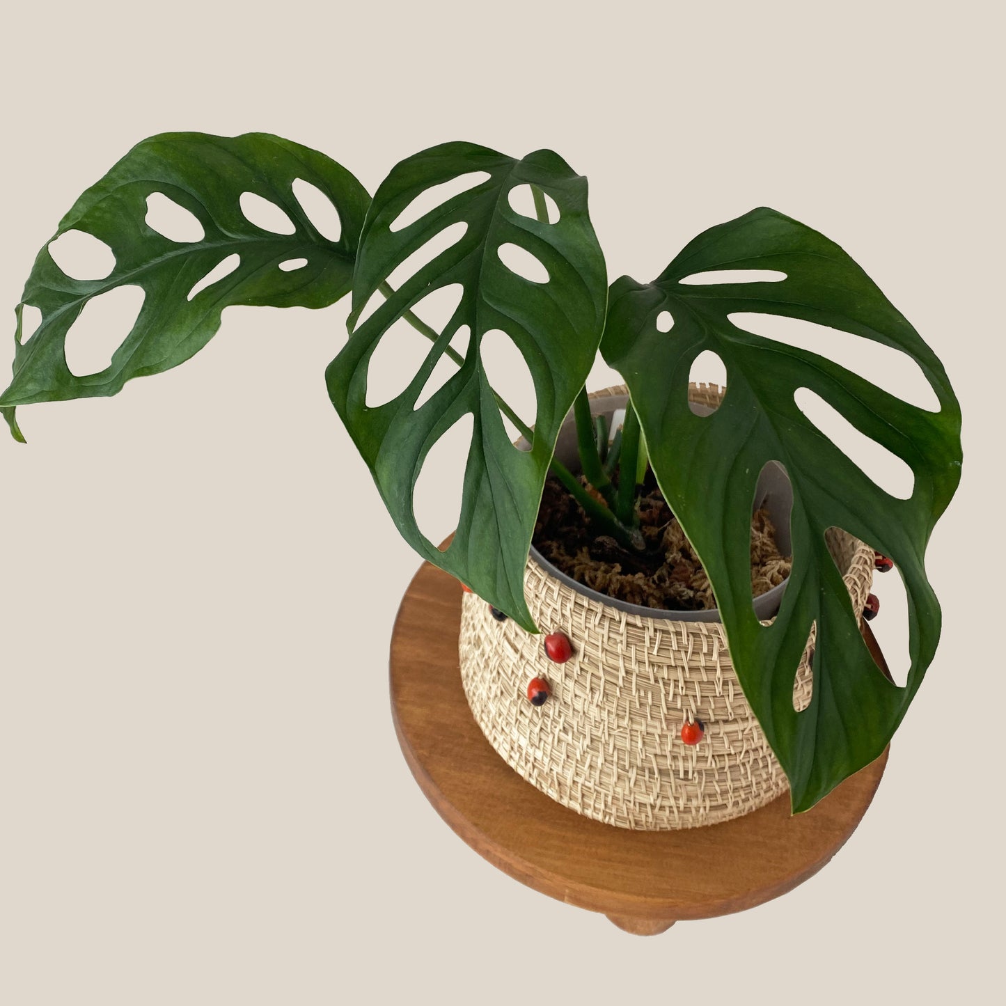 Monstera Lechleriana in Small Size, available in Toronto