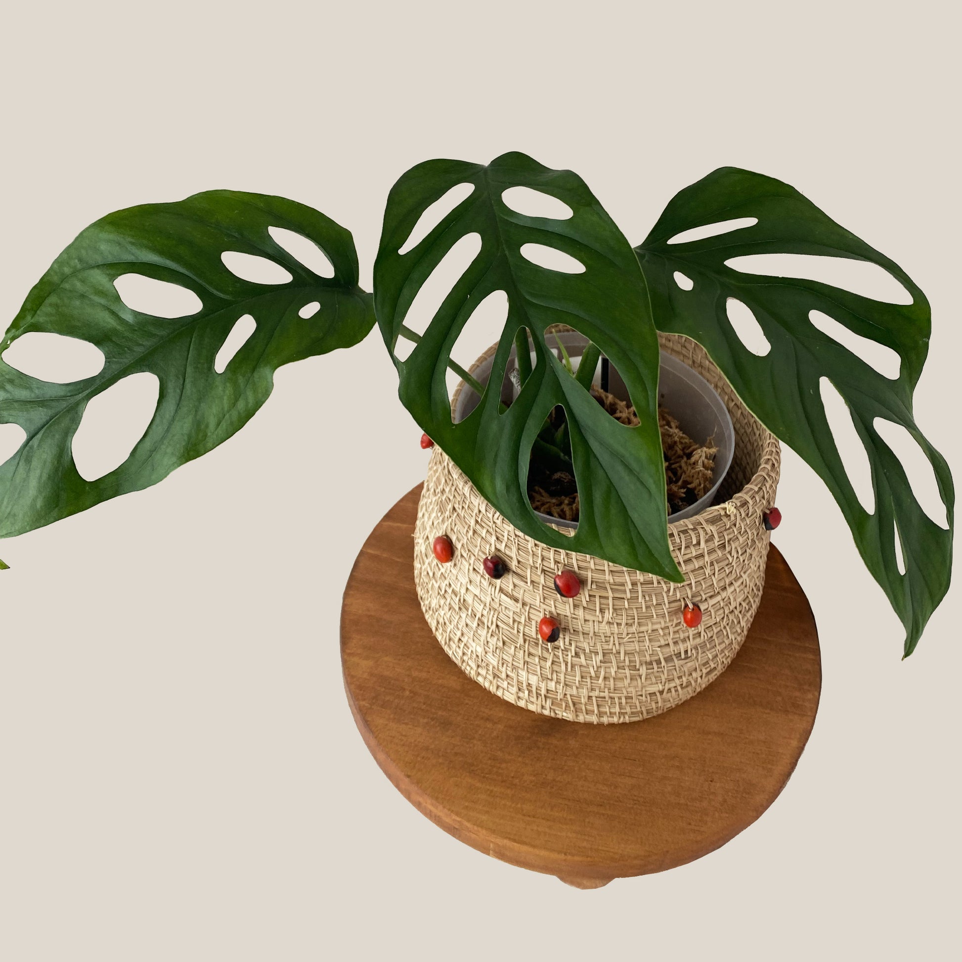 Monstera Lechleriana in Small Size, available in Ontario