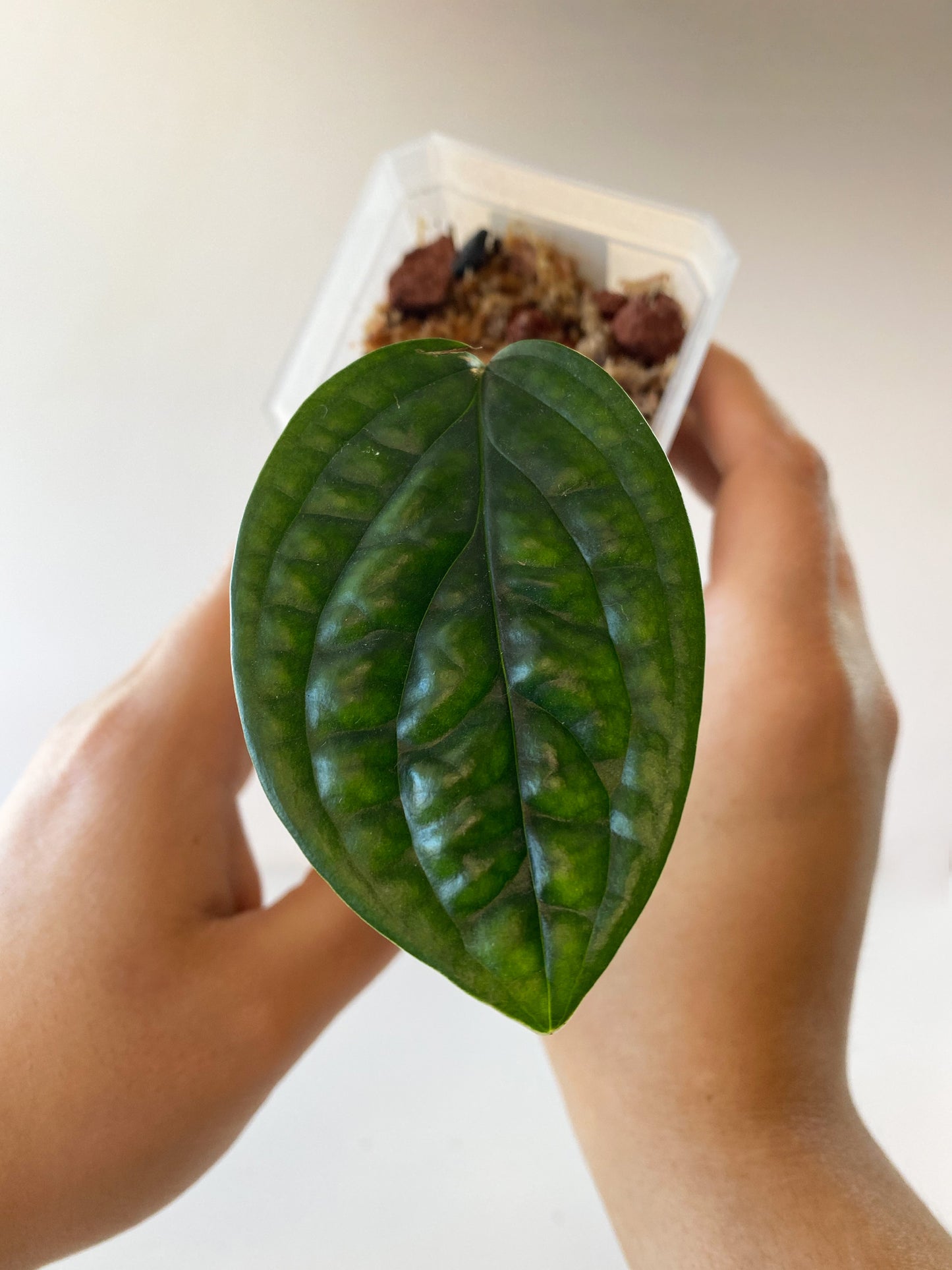 Monstera Peru, tiny size, available in Ontario