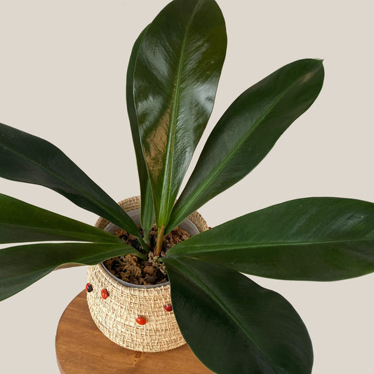 Philodendron Linnaei in medium size size available in Toronto