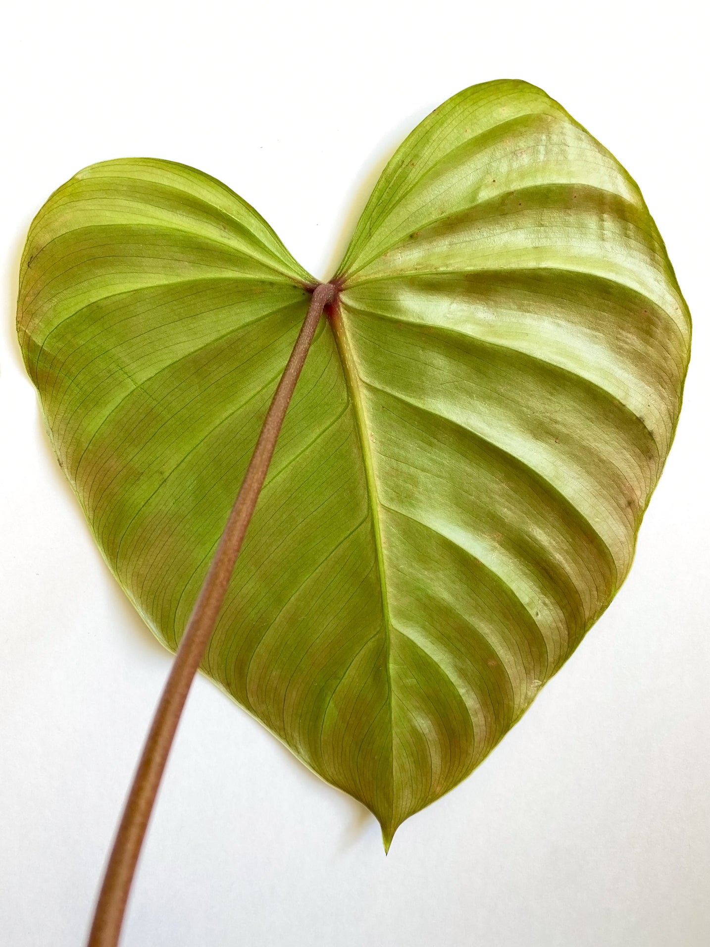 Philodendron Lynamii - Small Size - Back Leaf - Rare Tropical Plant in Toronto, Canada