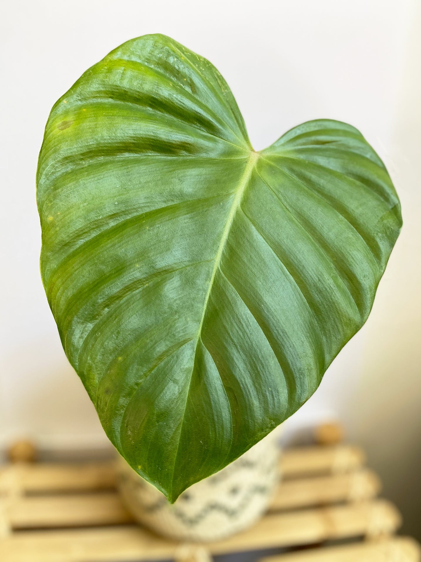 Philodendron Lynamii - Small Size - Main Leaf - Rare Tropical Plant in Toronto, Canada