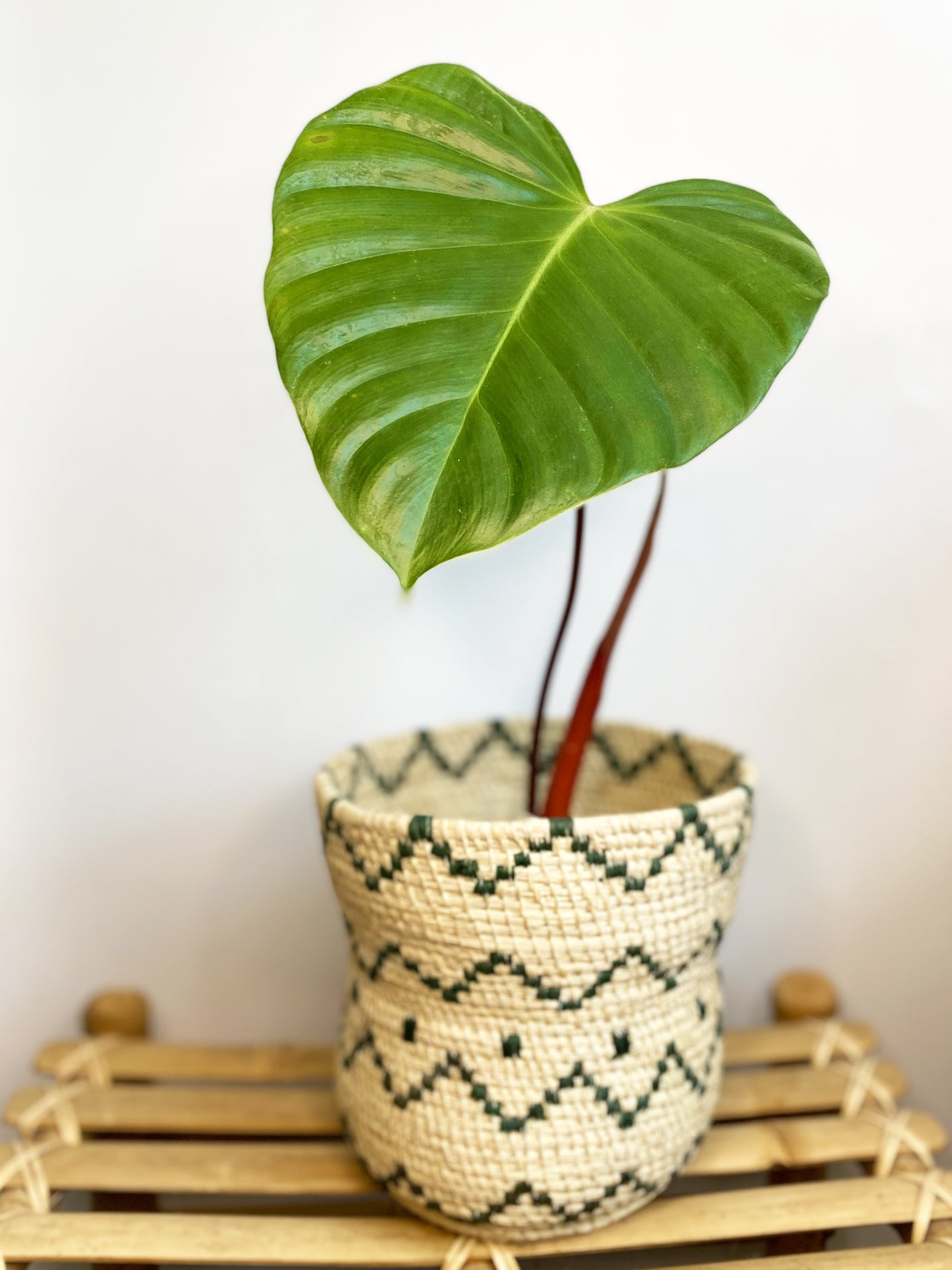 Philodendron Lynamii ~ Adult Plant